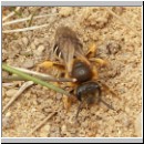 Halictus rubicundus - Furchenbiene w02.jpg